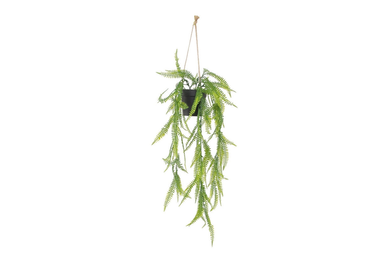 FC Trailing Sword Fern Zqv V