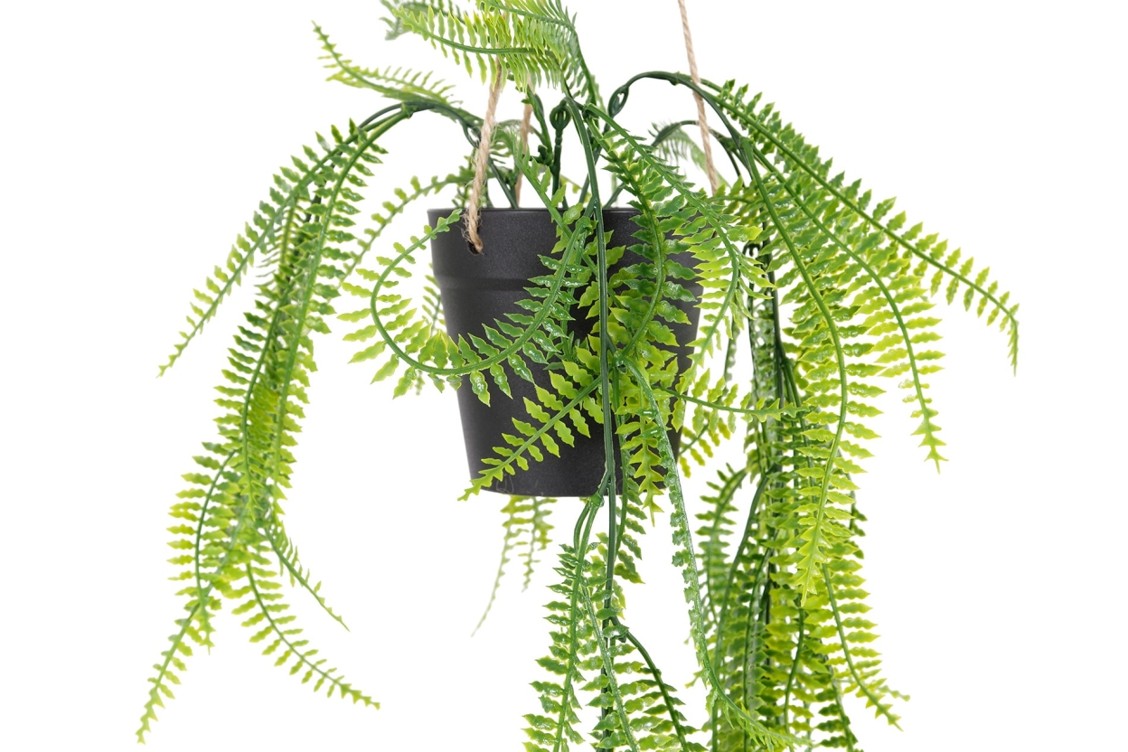 FC Trailing Sword Fern