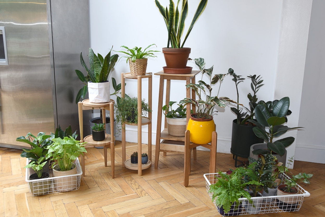 FC Thalia Plant Stand LF NV Cropped Fvr F