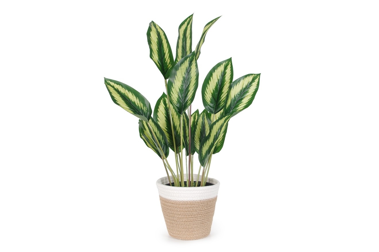 FC PLT JAPONICA Qdz R FC PLT JAPONICA Qdz R