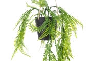 FC Trailing Sword Fern