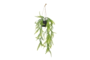 FC Trailing Sword Fern