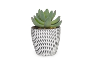 FC Mini Hookeri Succulent Faux Plant