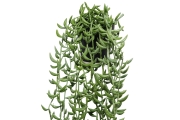 FC Trailing Succulent Faux Plant