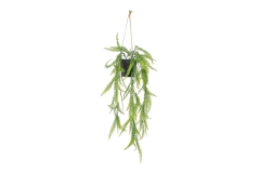 FC Trailing Sword Fern Zqv V