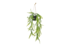 FC Trailing Sword Fern