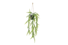 FC Trailing Sword Fern