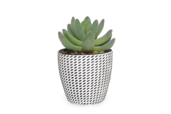 FC Mini Hookeri Succulent Faux Plant
