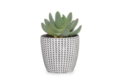 FC Mini Hookeri Succulent Faux Plant