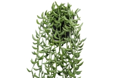 FC Trailing Succulent Faux Plant