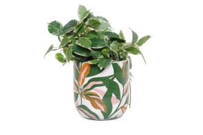 FC Zuzu Plant Pot