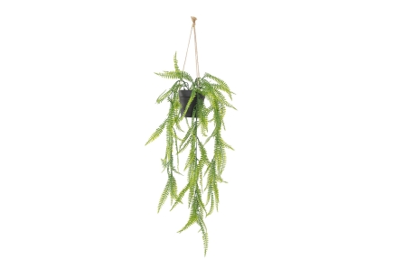 FC Trailing Sword Fern