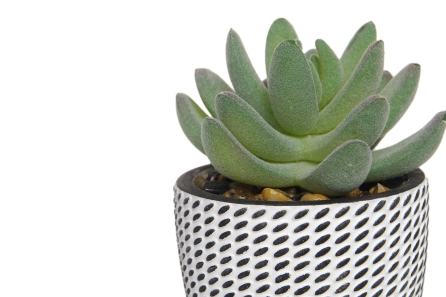 FC Mini Hookeri Succulent Faux Plant