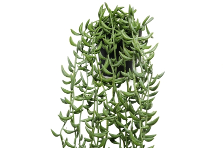 FC Trailing Succulent Faux Plant