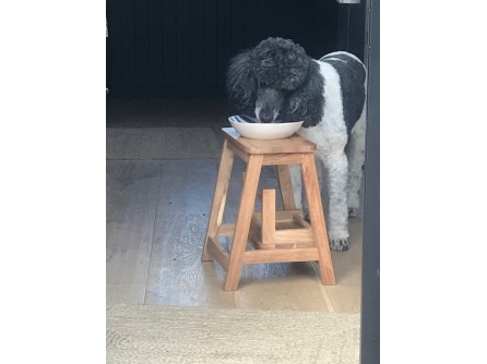 Step Stool