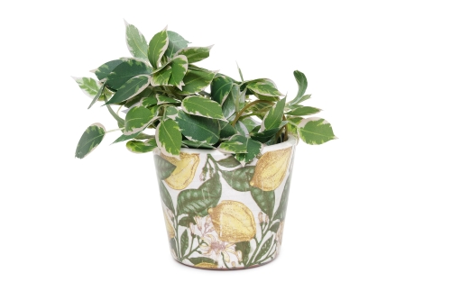 FC Limone Plant Pot