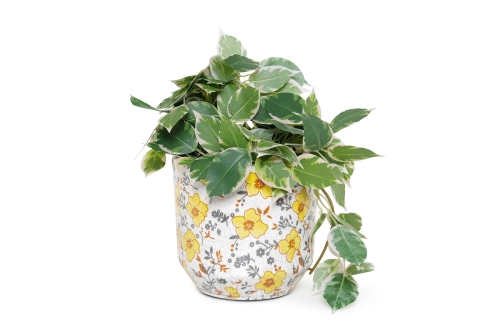 FC Zelie Plant Pot