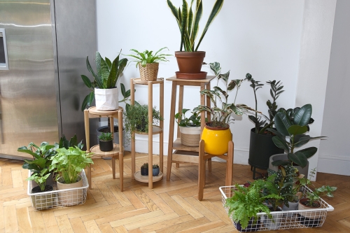 FC Thalia Plant Stand LF NV Cropped Fvr F