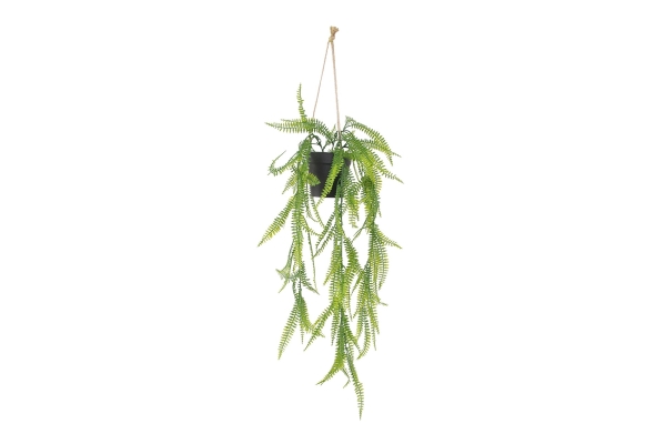 FC Trailing Sword Fern Zqv V