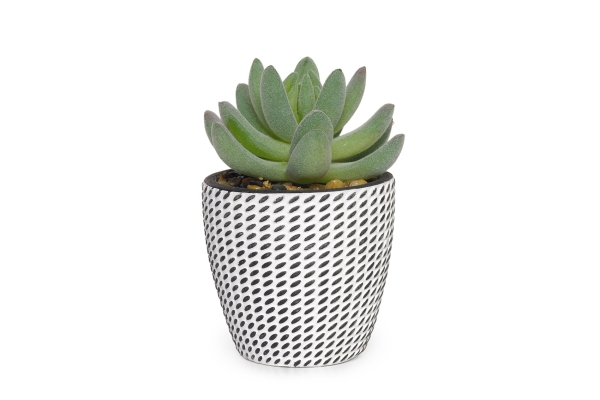 FC Mini Hookeri Succulent Faux Plant