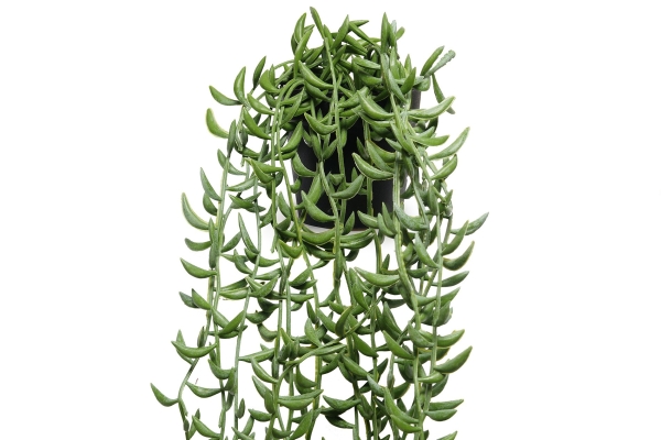 FC Trailing Succulent Faux Plant