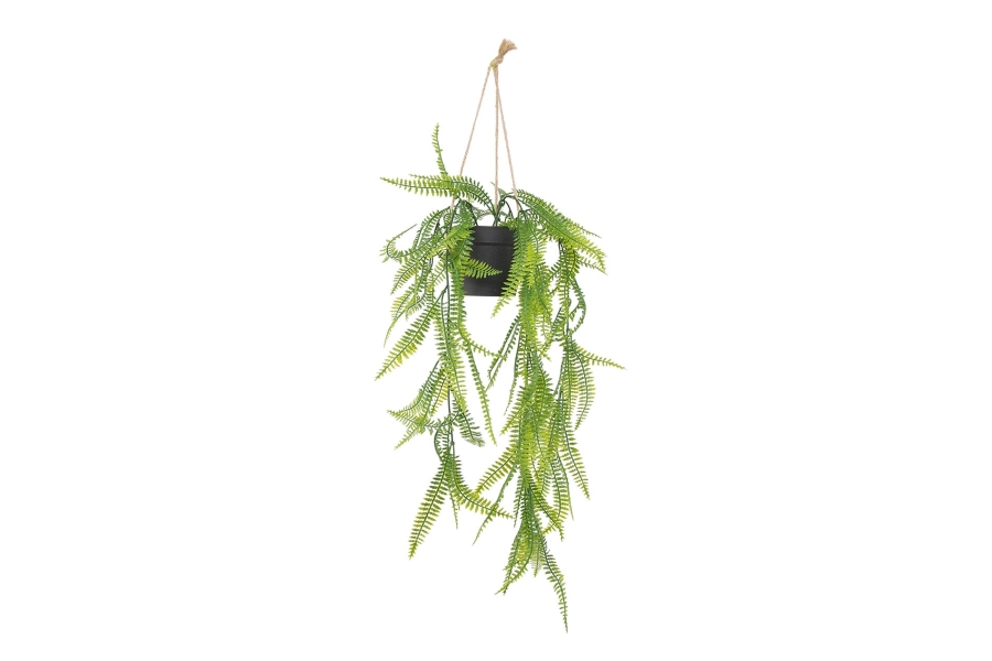 FC Trailing Sword Fern