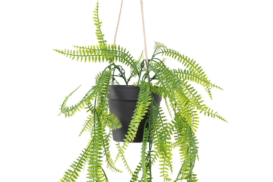 FC Trailing Sword Fern