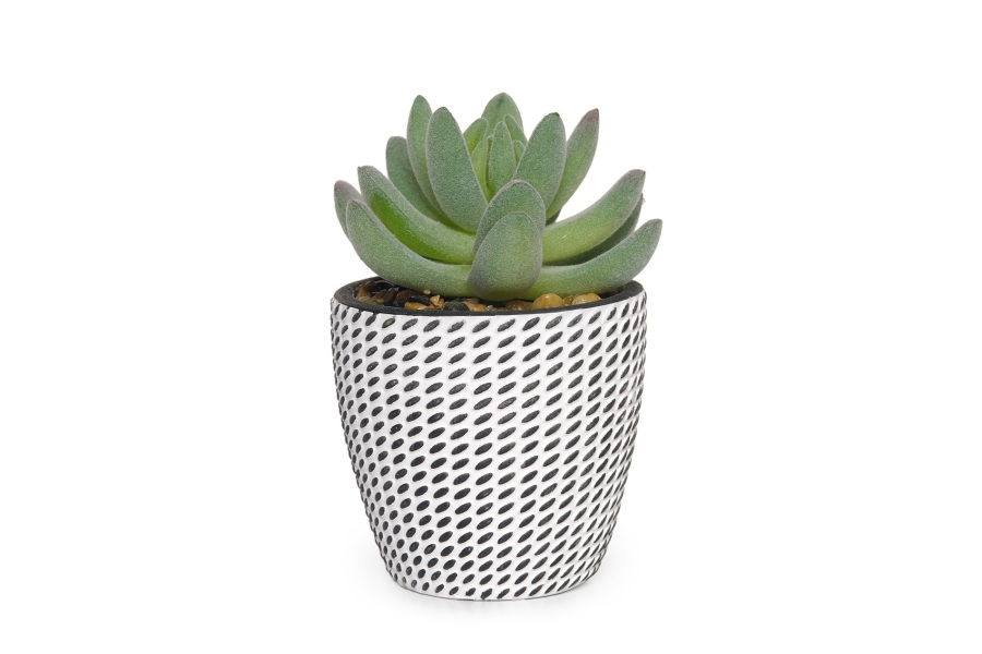 FC Mini Hookeri Succulent Faux Plant