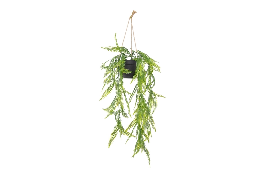 FC Trailing Sword Fern