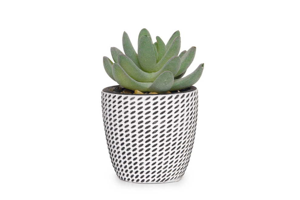 FC Mini Hookeri Succulent Faux Plant