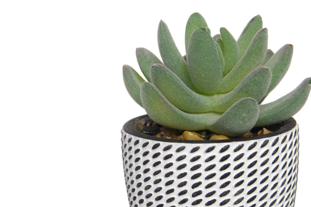 FC Mini Hookeri Succulent Faux Plant